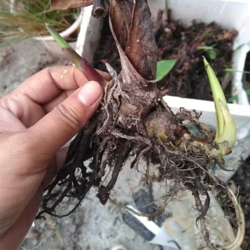 大花美人蕉种球根盆栽美人蕉花苗庭院室内当年开花植物美人蕉