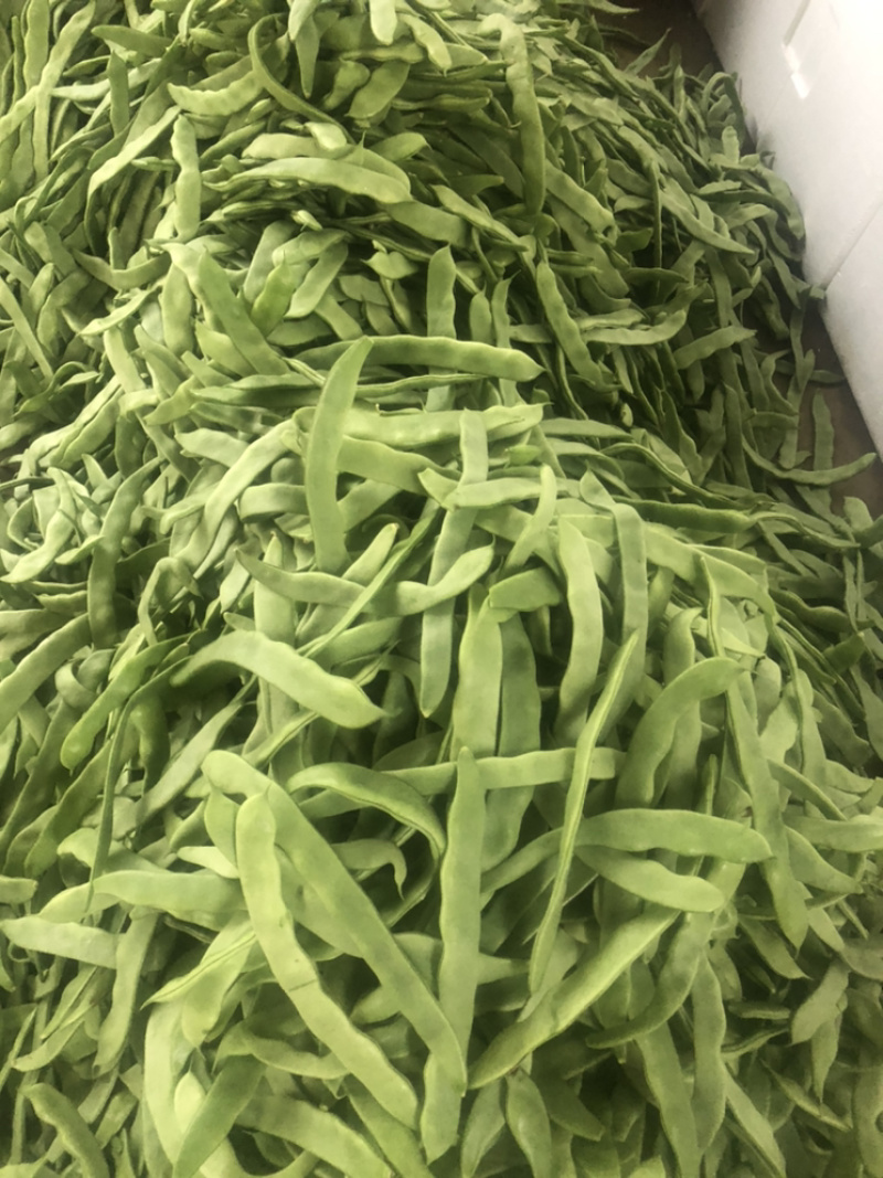 福建漳州产地四季豆支持代发产地直销
