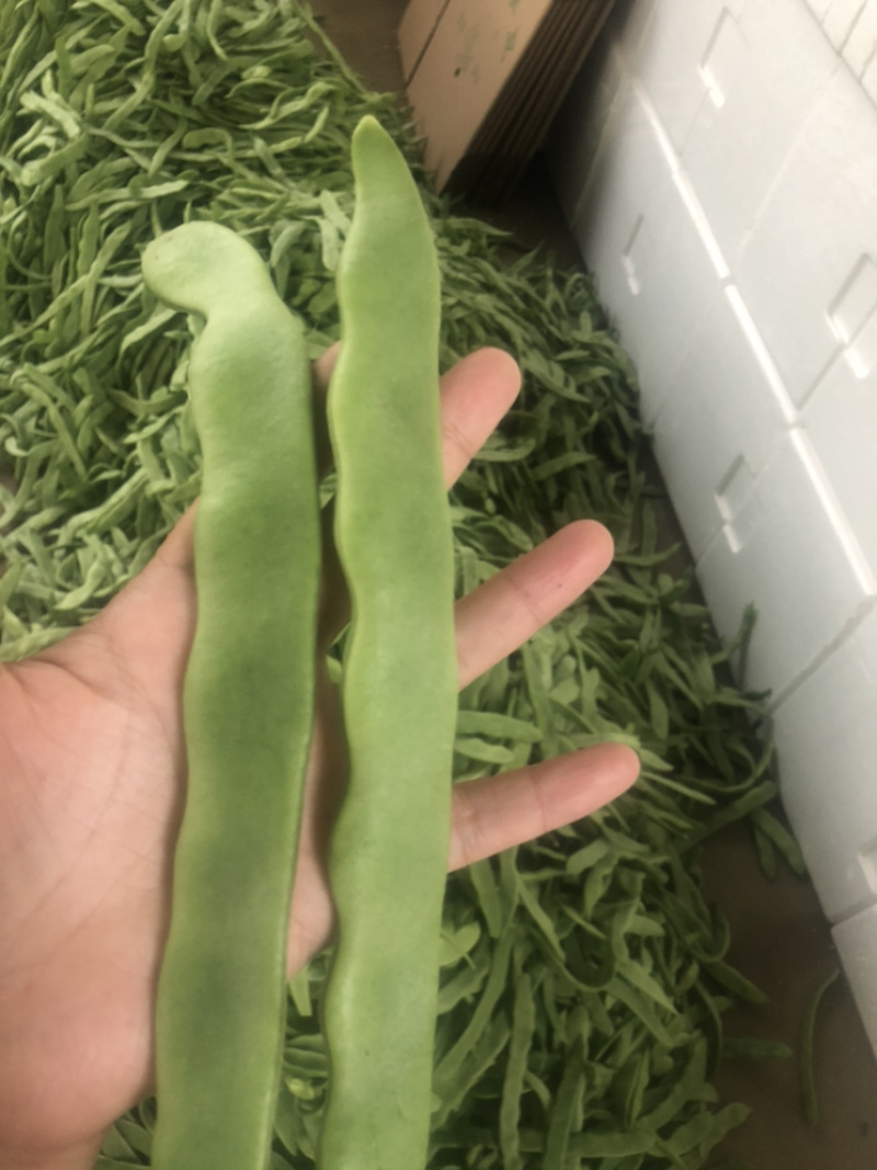 福建漳州产地四季豆支持代发产地直销