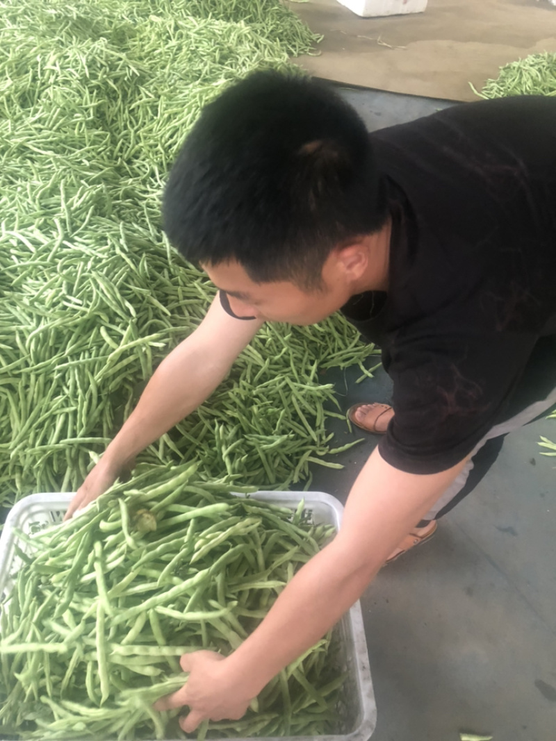 福建漳州产地四季豆支持代发产地直销