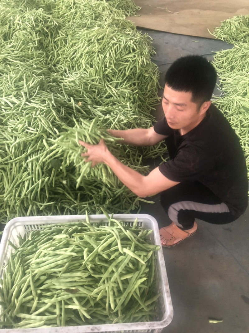 福建漳州产地四季豆支持代发产地直销