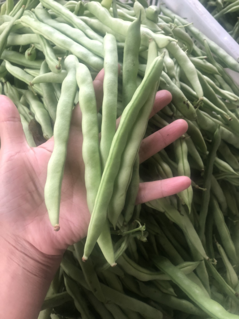 福建漳州产地四季豆支持代发产地直销