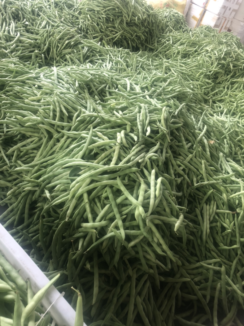 福建漳州产地四季豆支持代发产地直销