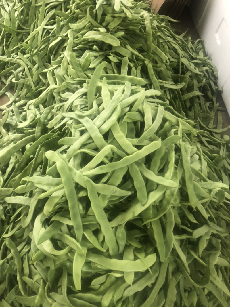 福建漳州产地四季豆支持代发产地直销