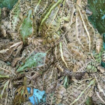优质健康蝌蚪苗！苗好才是真的好