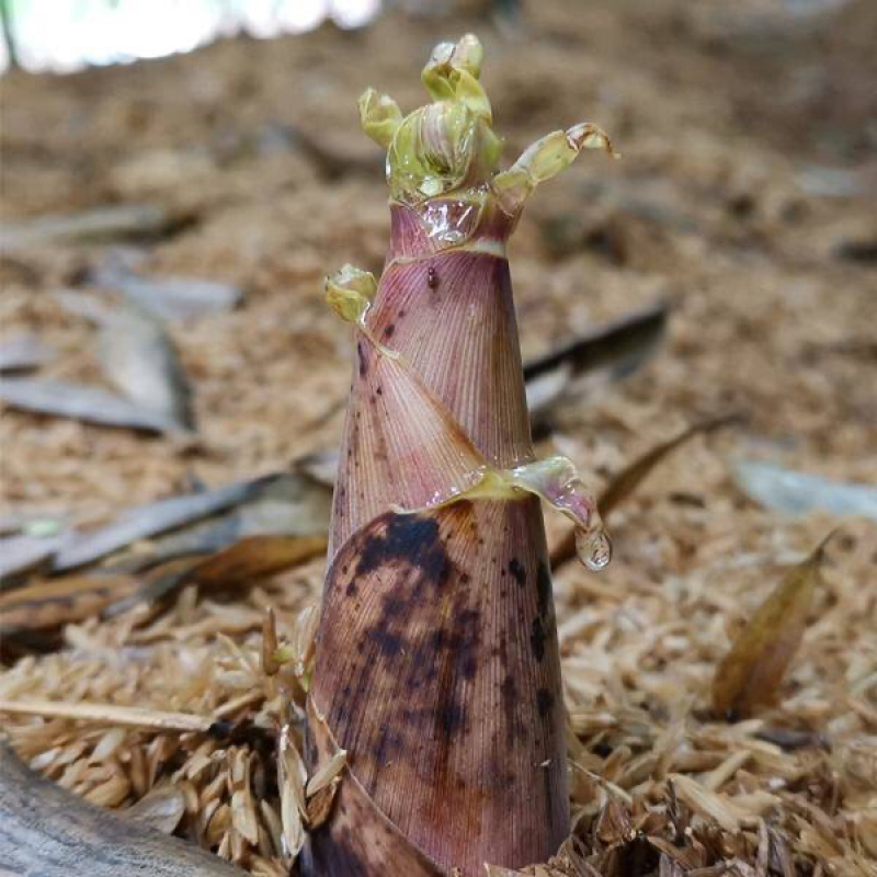 福建雷笋花笋深山里的味道