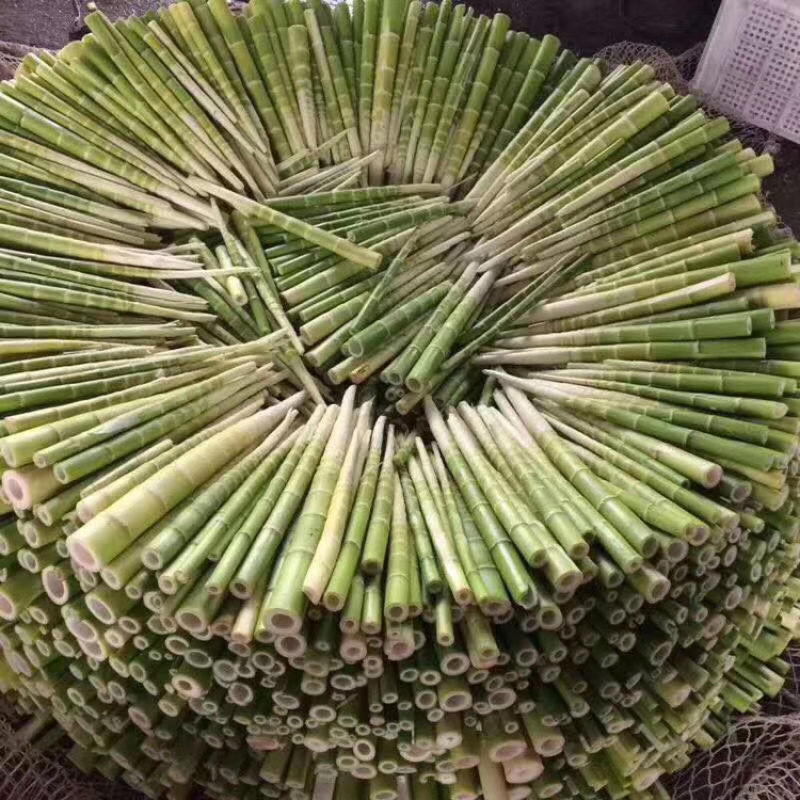 福建雷笋花笋深山里的味道