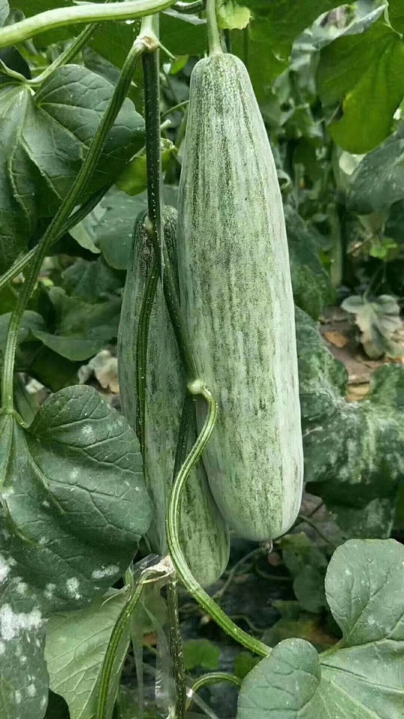 羊角蜜甜瓜脆瓜