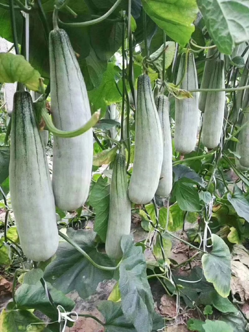 羊角蜜甜瓜脆瓜