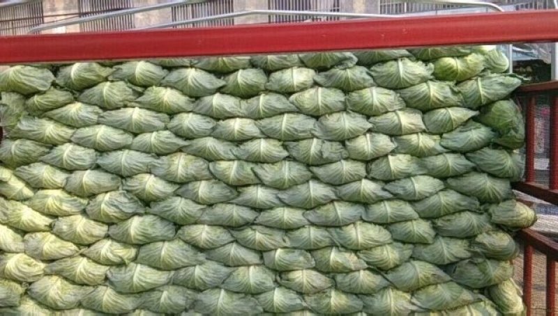 京丰一号，大量供应市场，加工厂，精品
