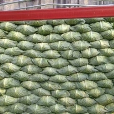 京丰一号，大量供应市场，加工厂，精品