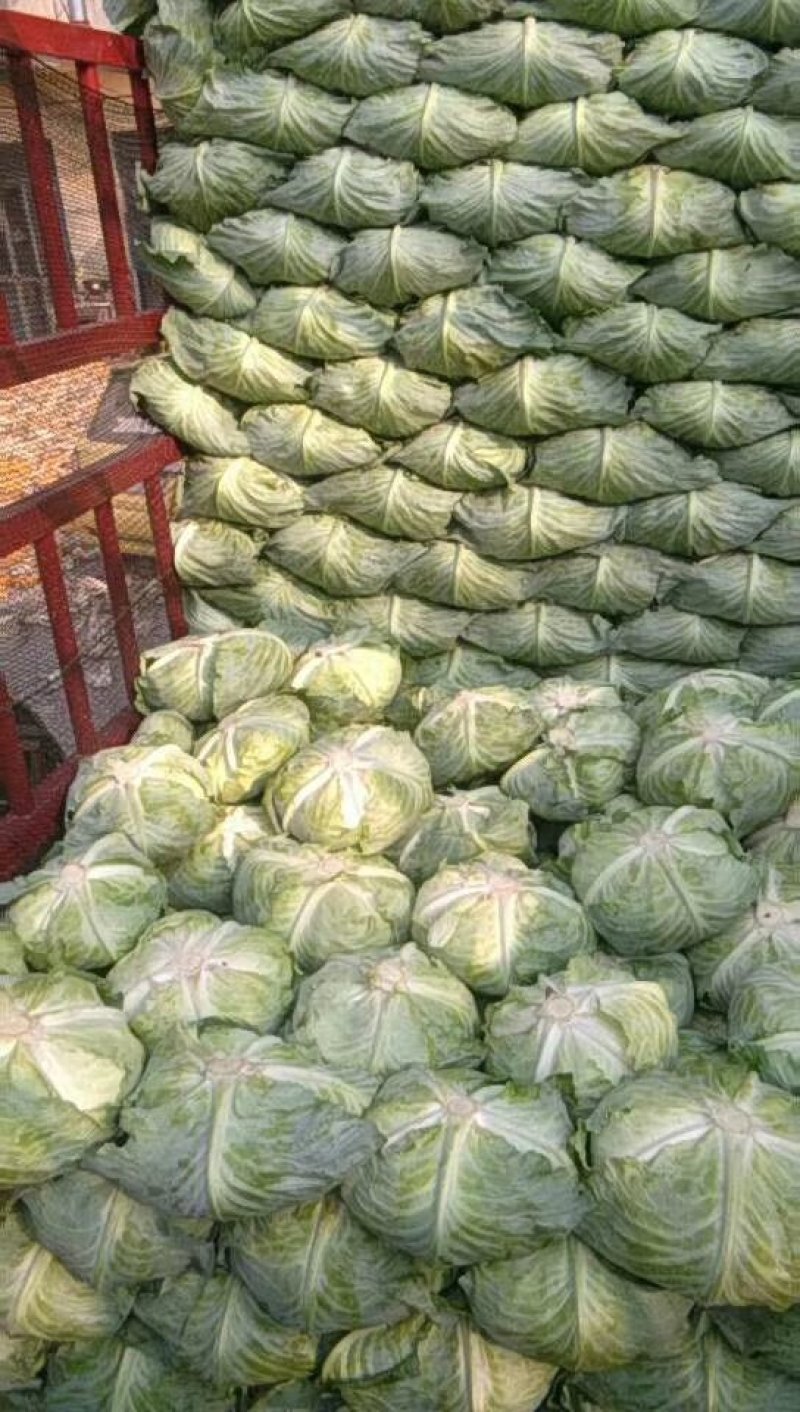 京丰一号，大量供应市场，加工厂，精品