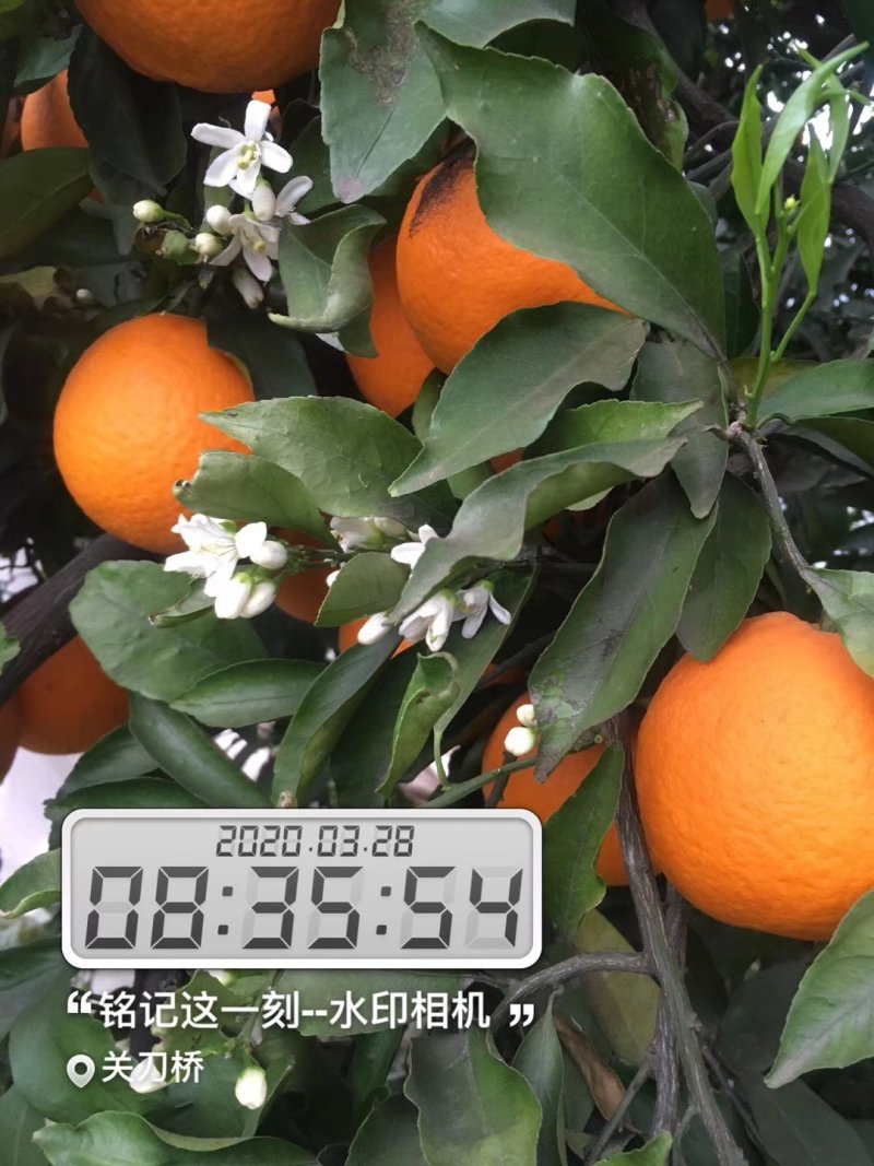 青见柑橘苗基地批发保湿发货品质保证签合同销售
