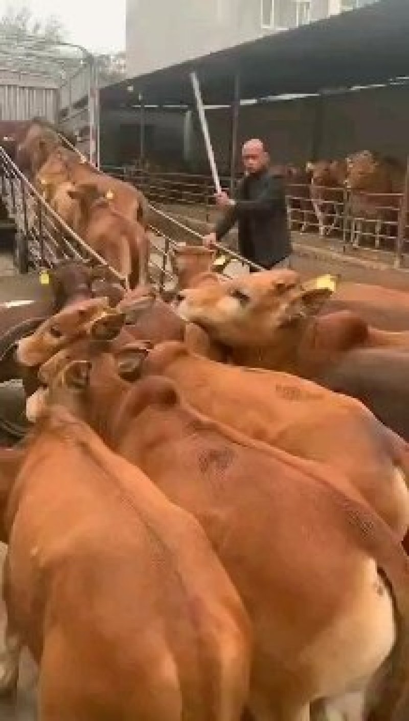 西门塔尔牛犊子价格西门塔尔牛肉牛特价优惠出售了