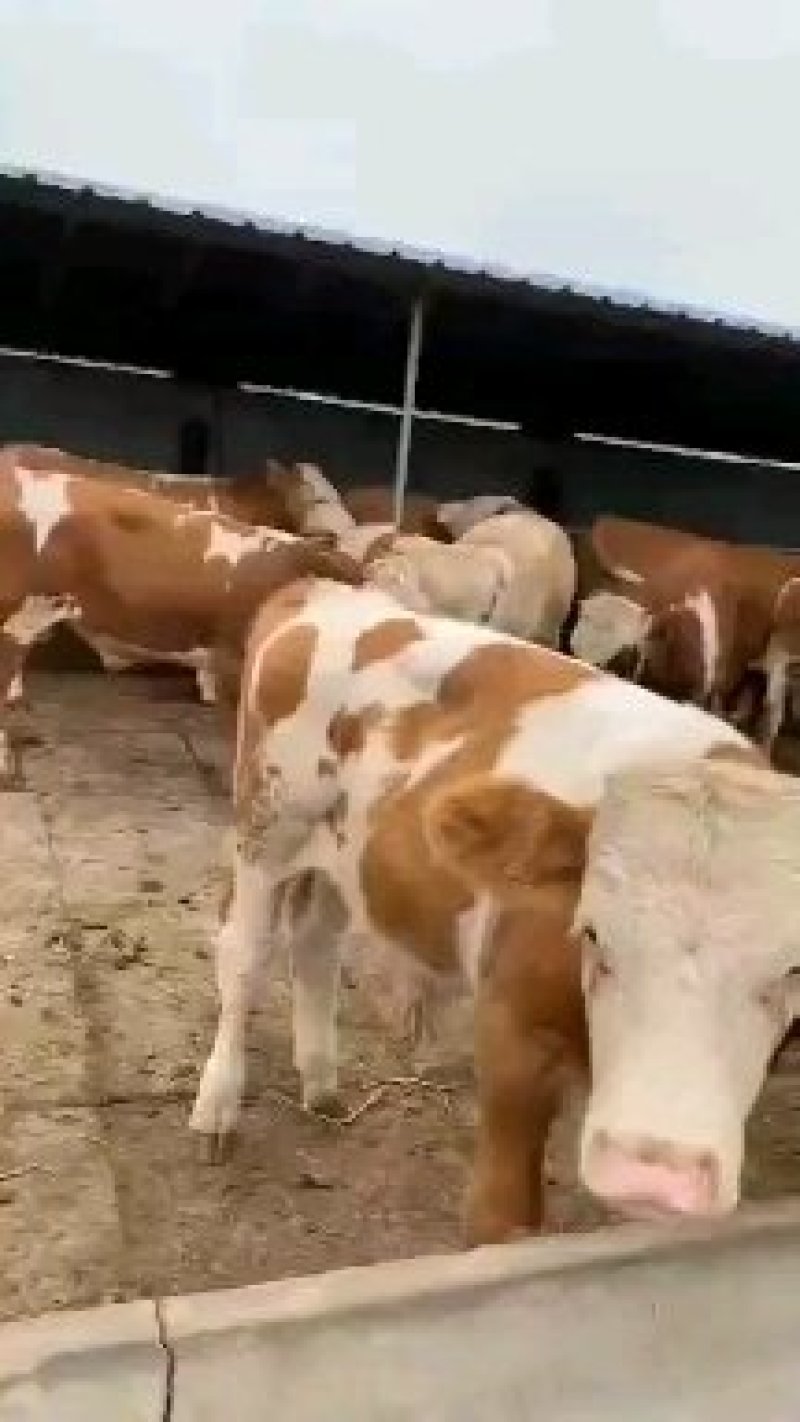 西门塔尔牛犊子价格西门塔尔牛肉牛特价优惠出售了