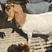波尔山羊小羊犊，提供养殖技术包成活包回收