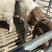 波尔山羊小羊犊，提供养殖技术包成活包回收