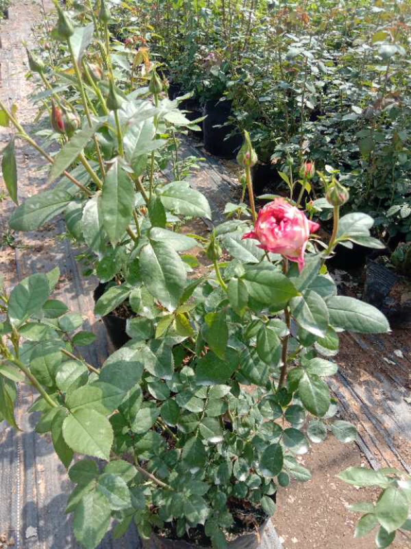 大花月季四季带花绿色植物蔷薇月季盆栽