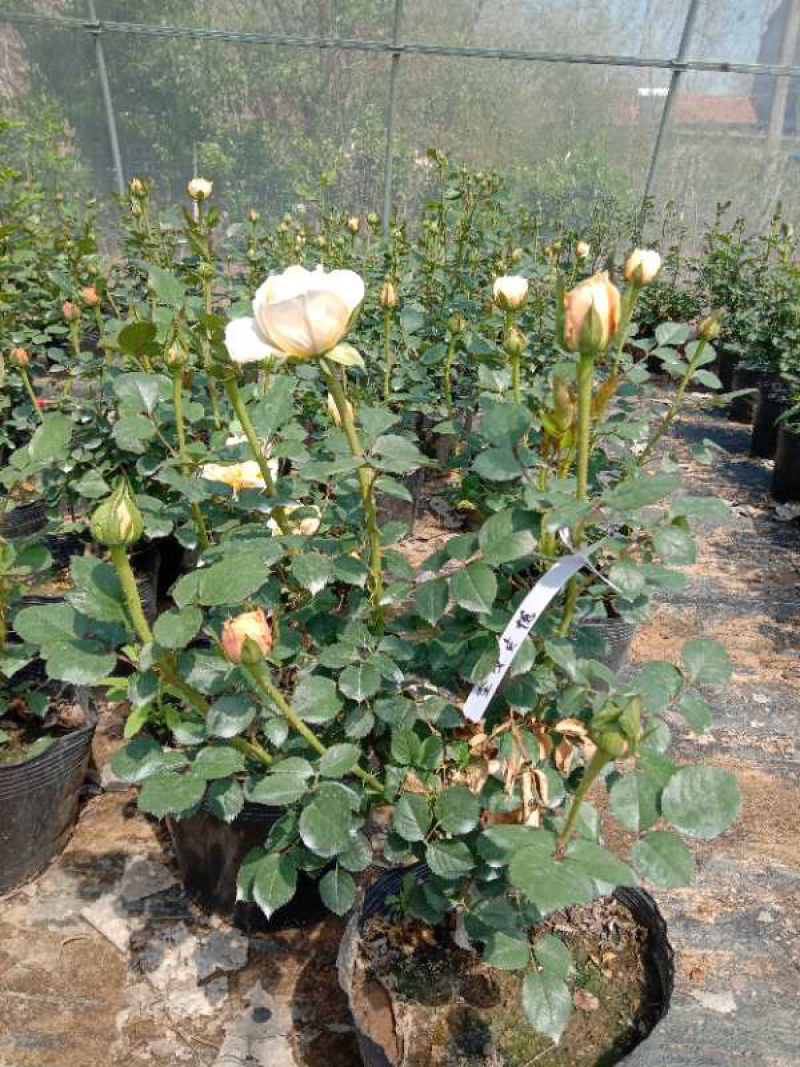 大花月季四季带花绿色植物蔷薇月季盆栽