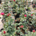 大花月季四季带花绿色植物蔷薇月季盆栽