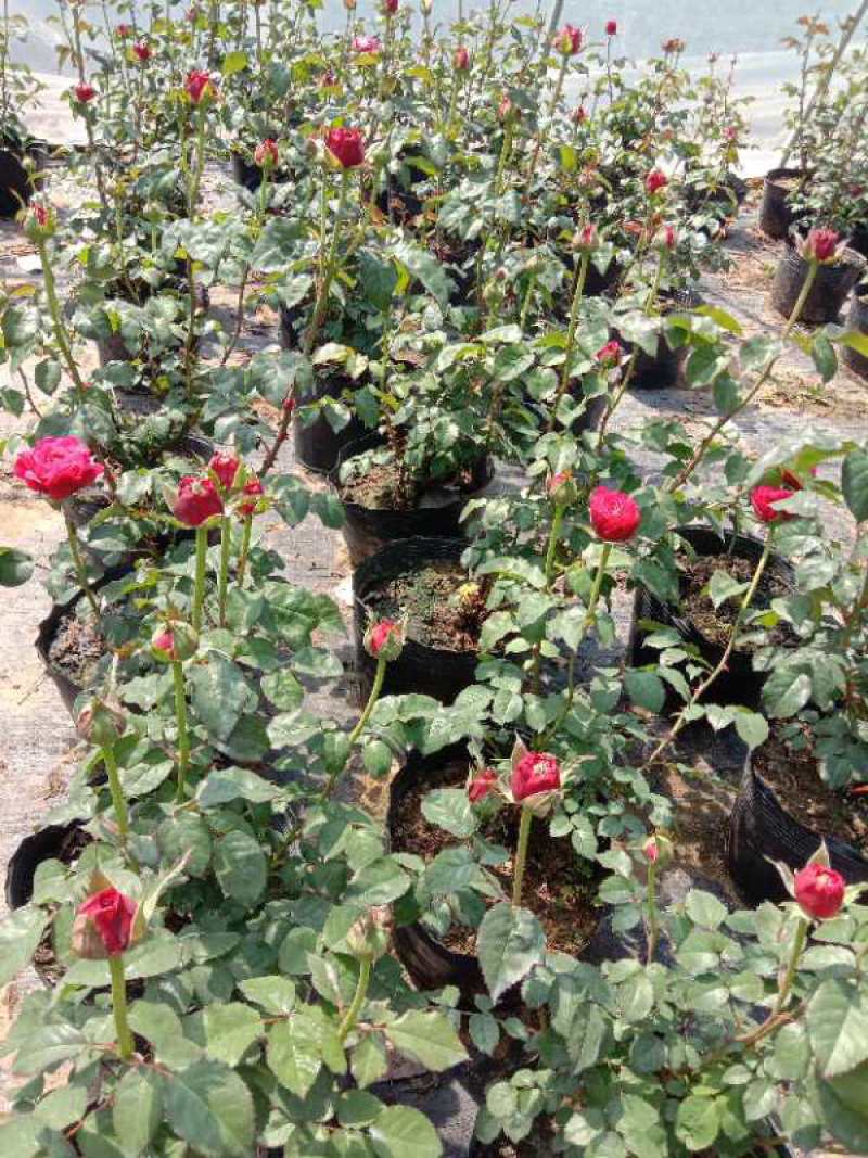 大花月季四季带花绿色植物蔷薇月季盆栽