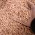 麦冬无添加剂无硫磺各种规格各种产地大货批发