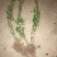 卫矛球，300亩自家苗圃各种规格包成活批发