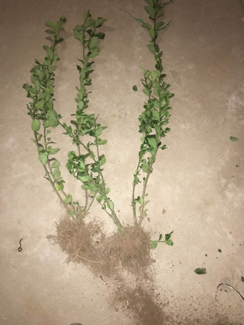 卫矛球，300亩自家苗圃各种规格包成活批发