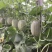 西州蜜25号哈密瓜