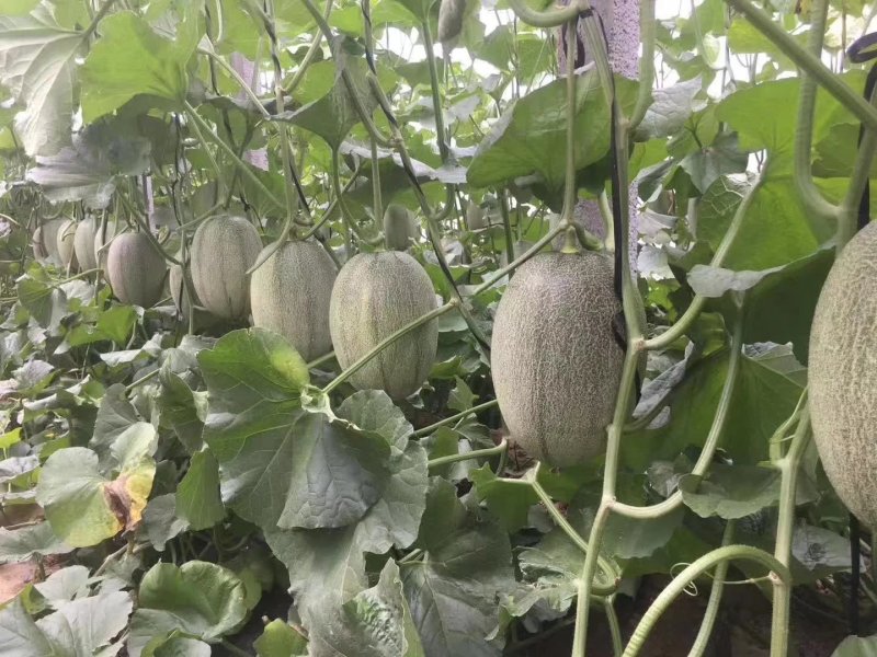 西州蜜25号哈密瓜