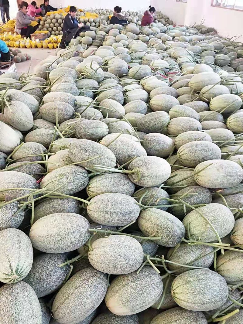 西州蜜25号哈密瓜