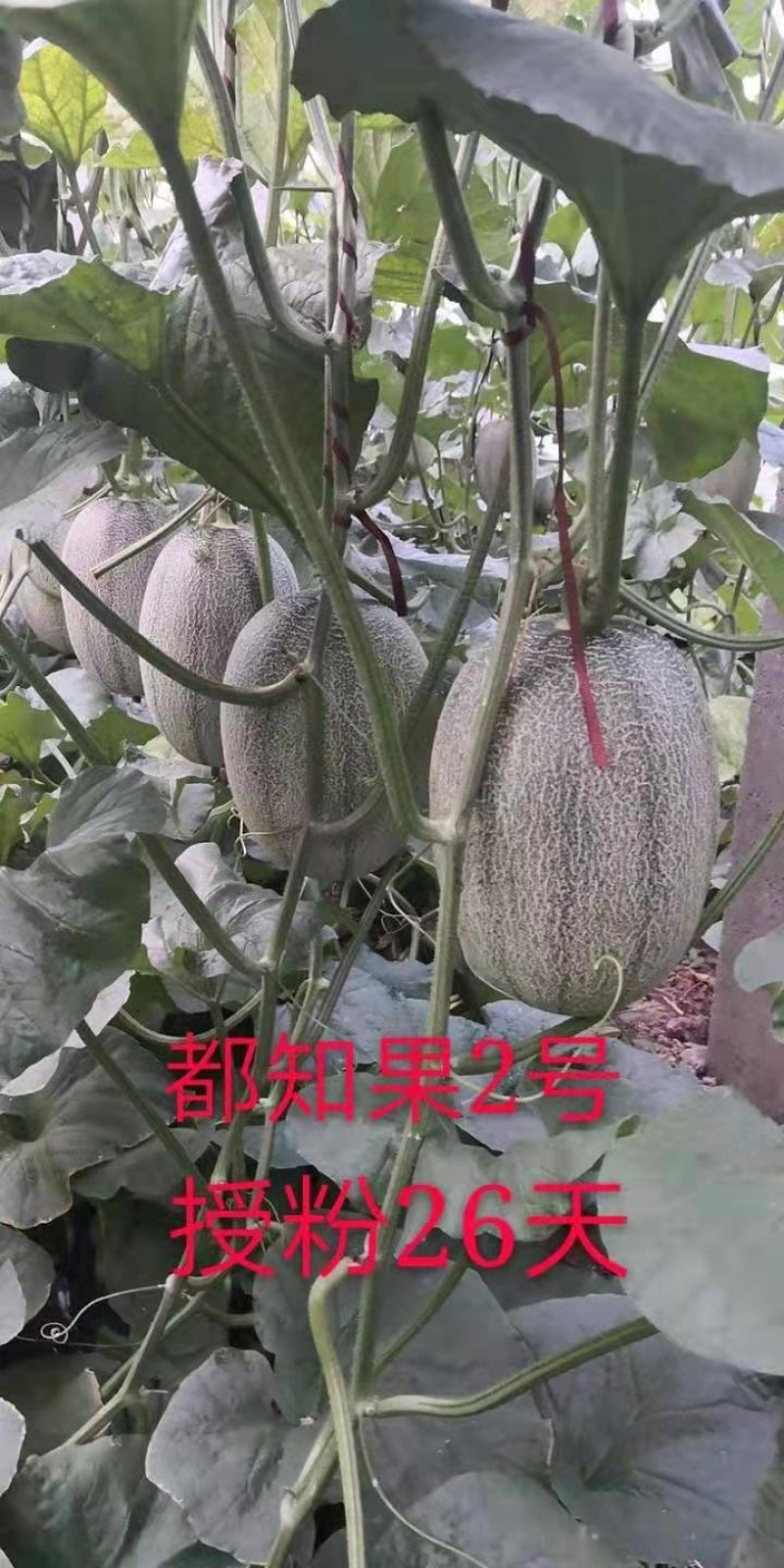 西州蜜25号哈密瓜