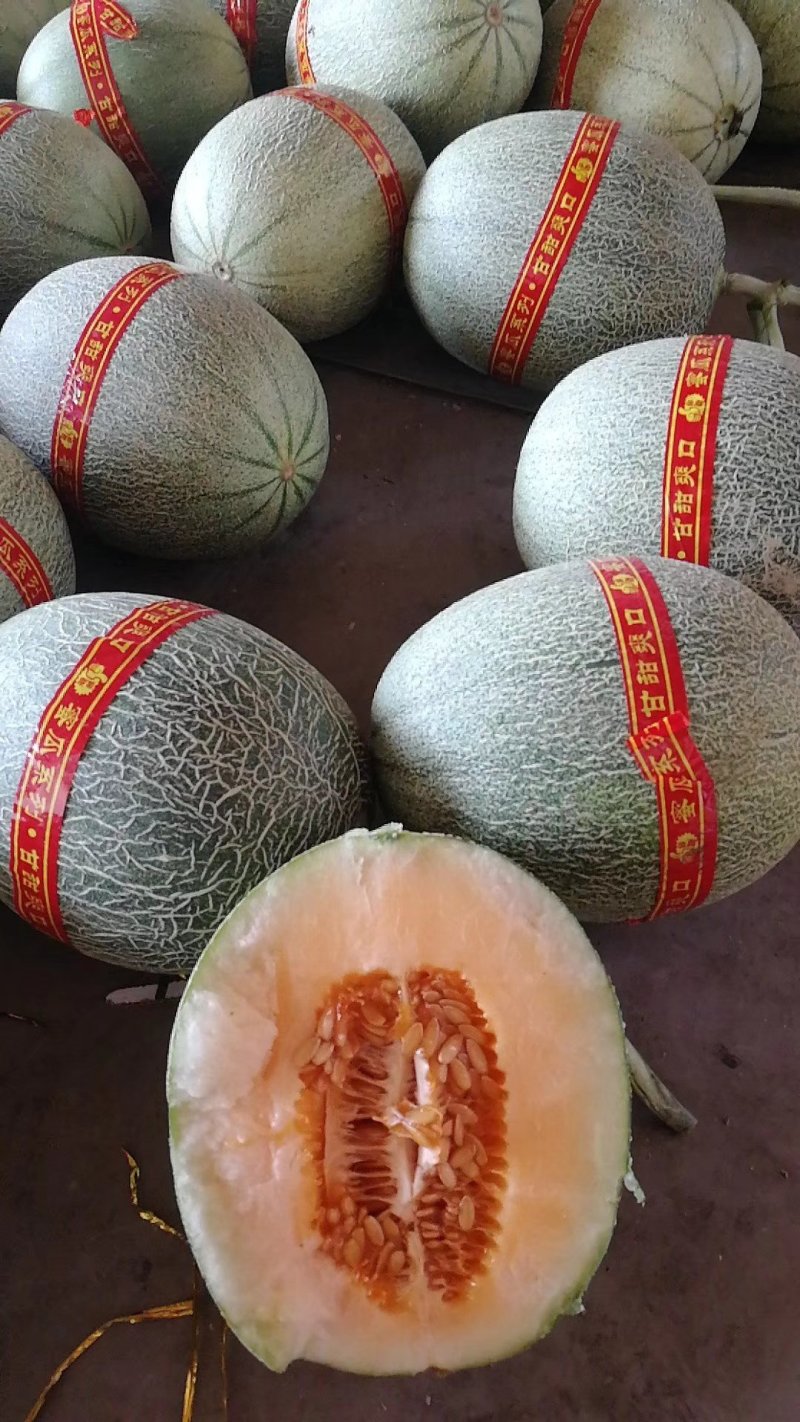 西州蜜25号哈密瓜