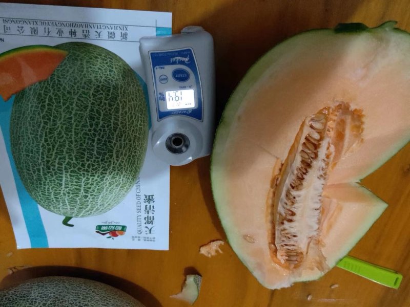西州蜜25号哈密瓜