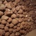 优质高产【茯苓菌种】栽培种产地大量现货常年供应