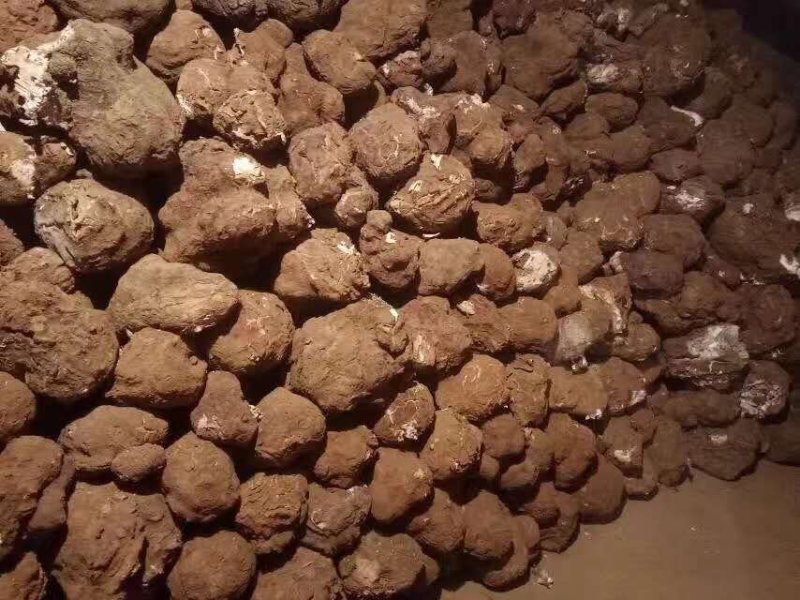 优质高产【茯苓菌种】栽培种产地大量现货常年供应