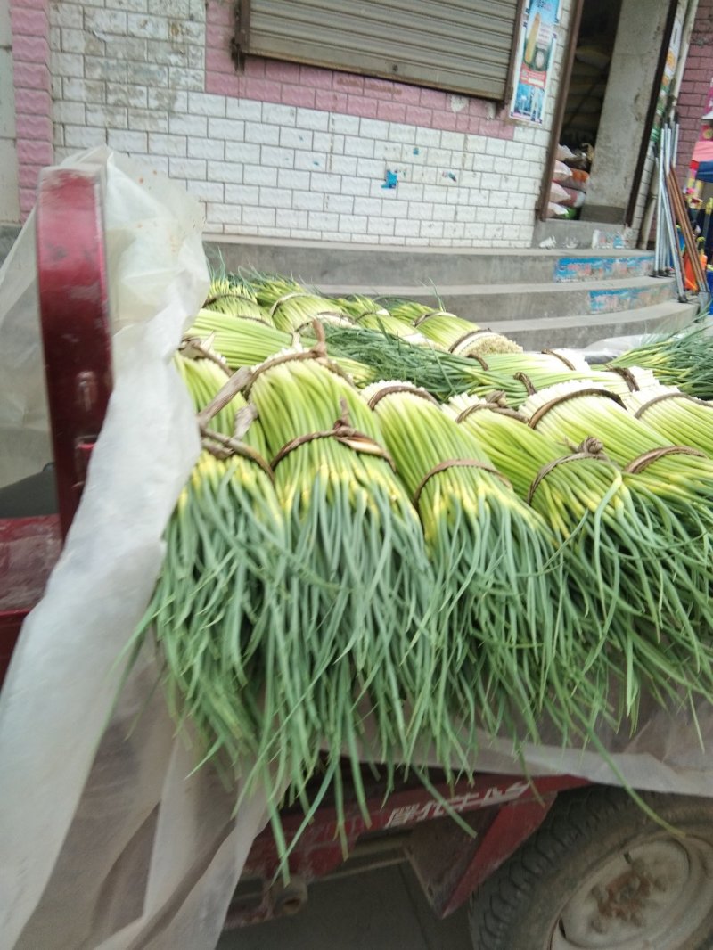 甘肃陇南蒜薹