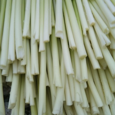 甘肃陇南蒜薹