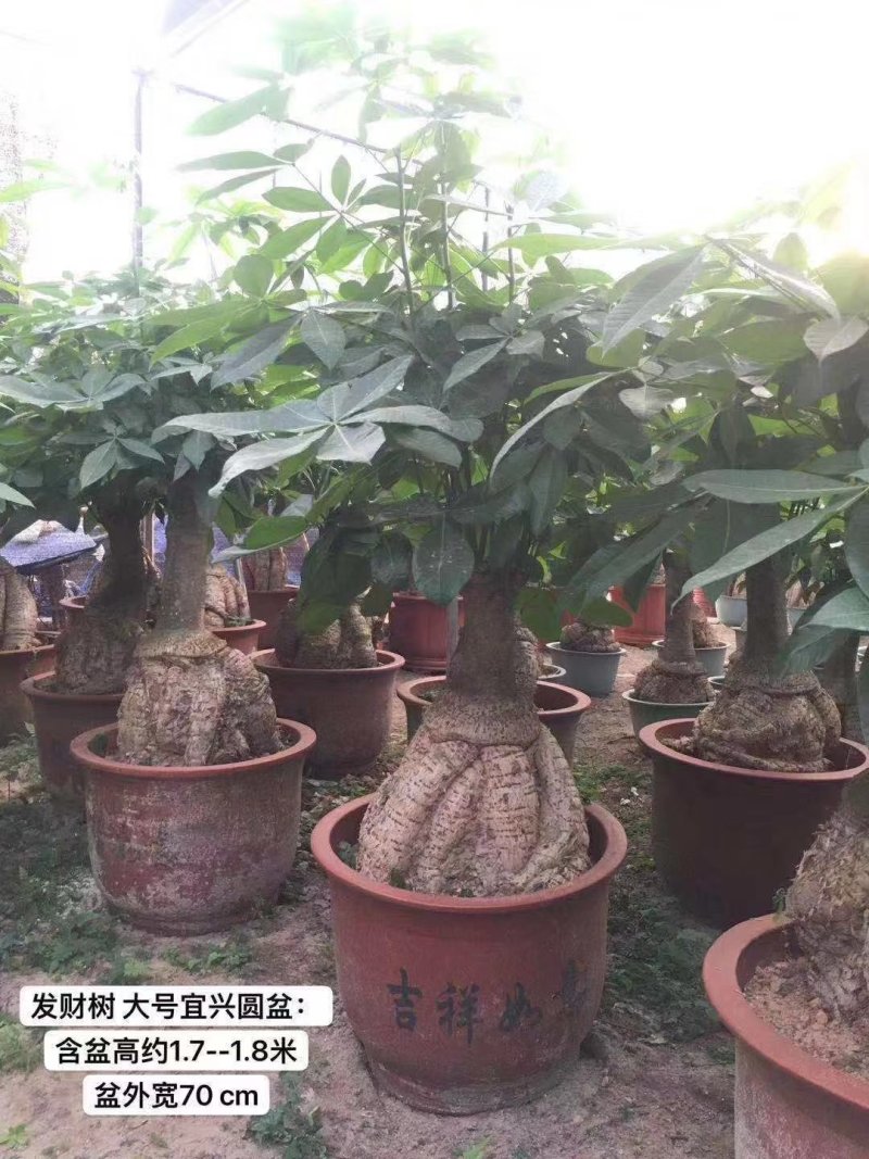 发财树地栽和盆栽