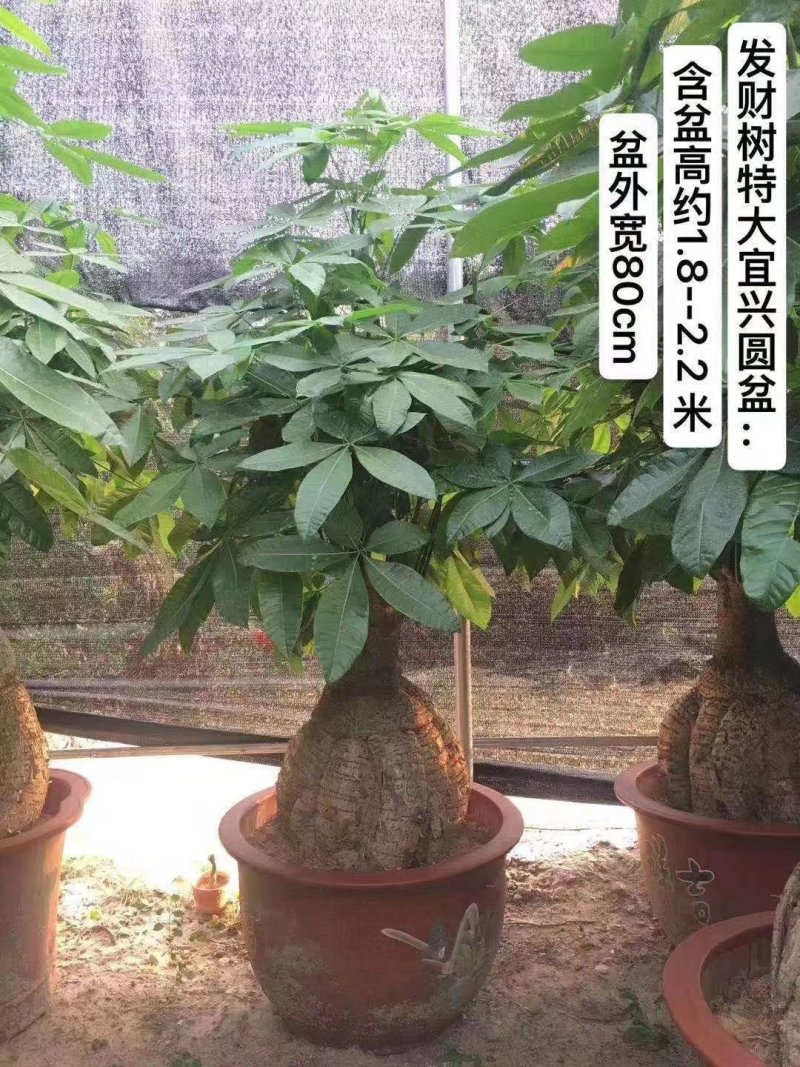 发财树地栽和盆栽