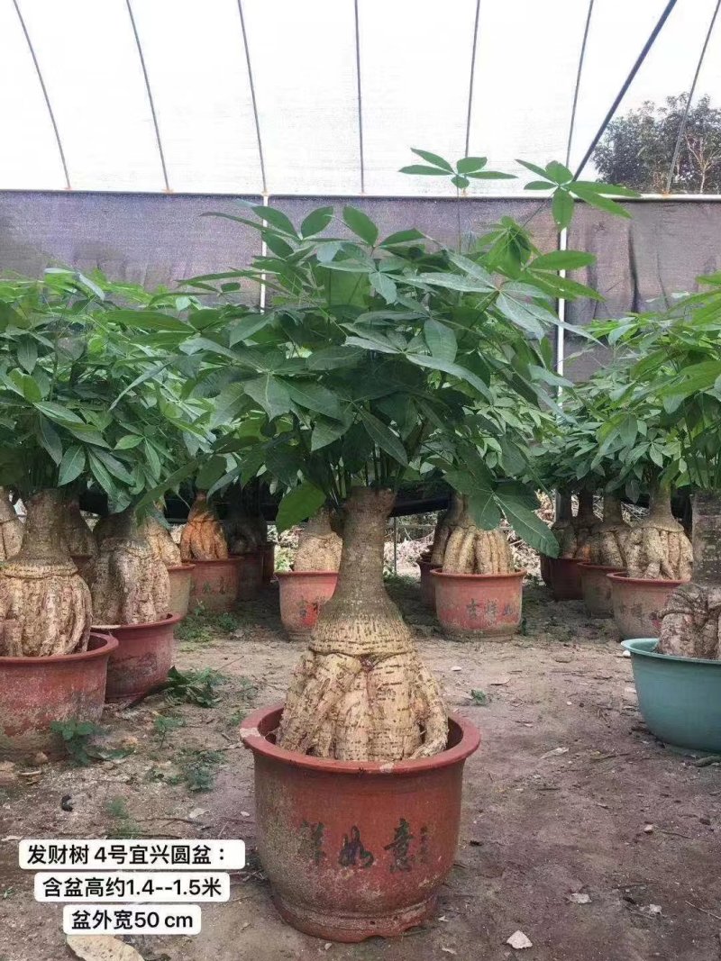 发财树地栽和盆栽