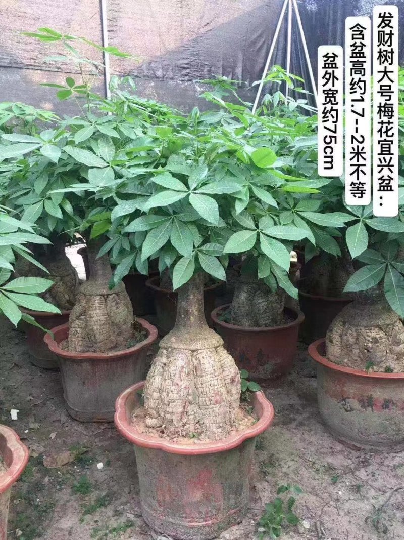 发财树地栽和盆栽