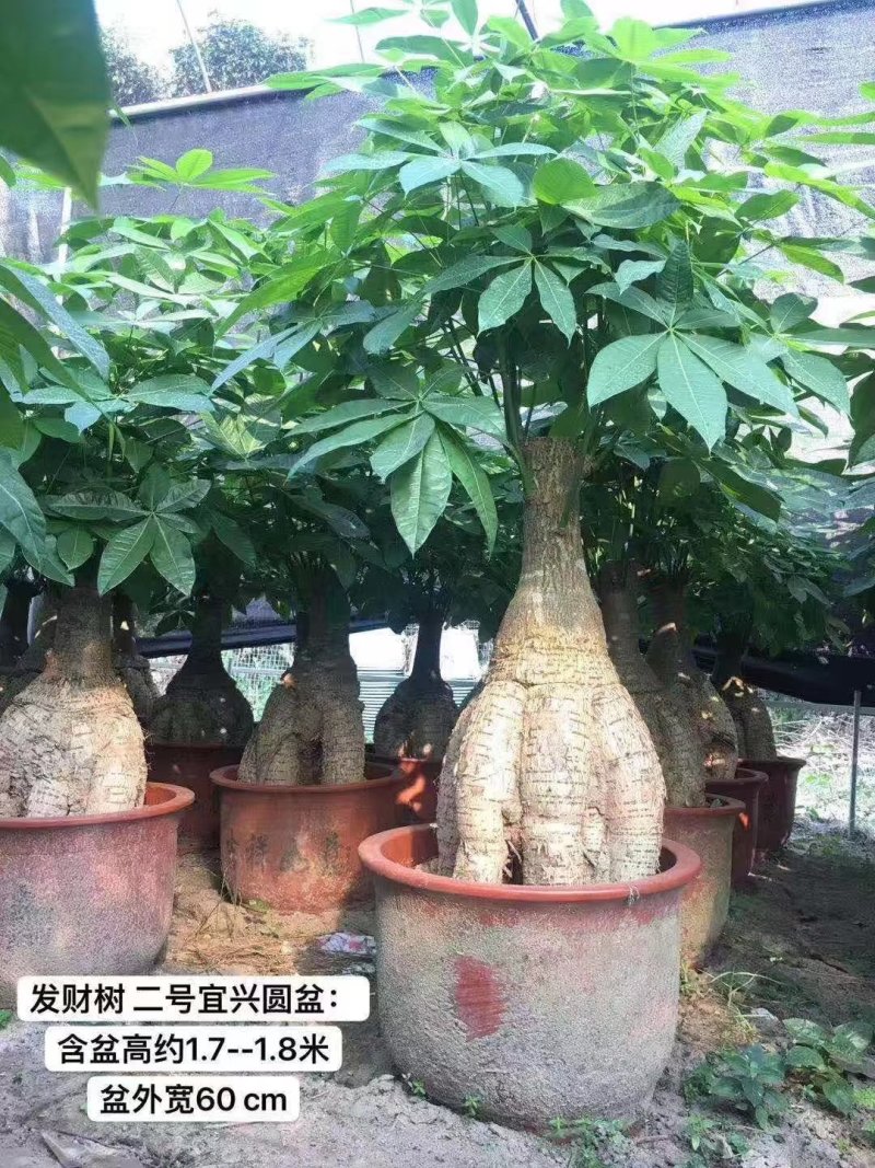 发财树地栽和盆栽