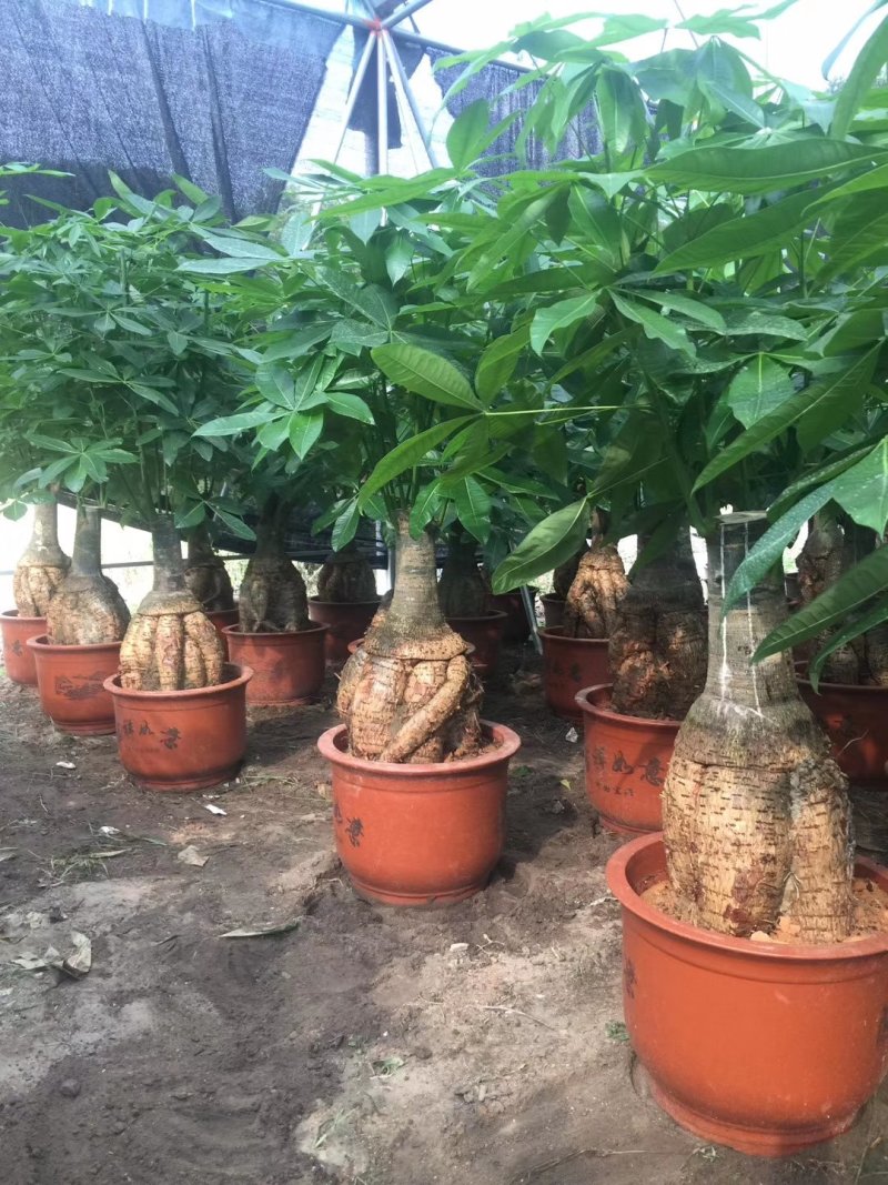发财树地栽和盆栽