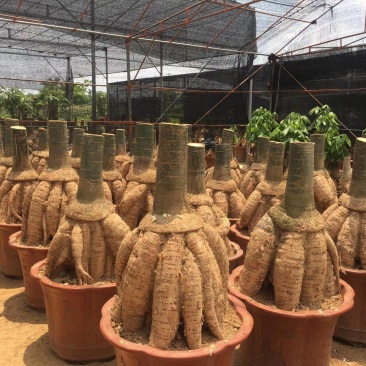 发财树地栽和盆栽