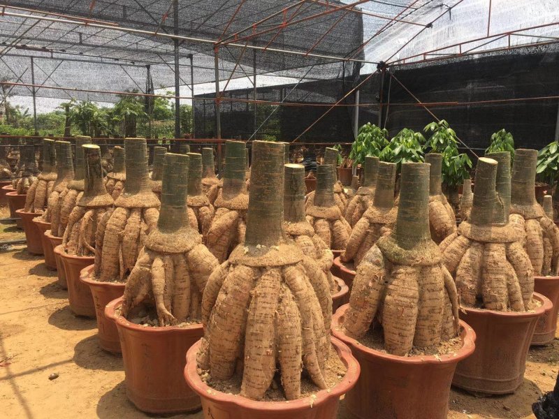发财树地栽和盆栽