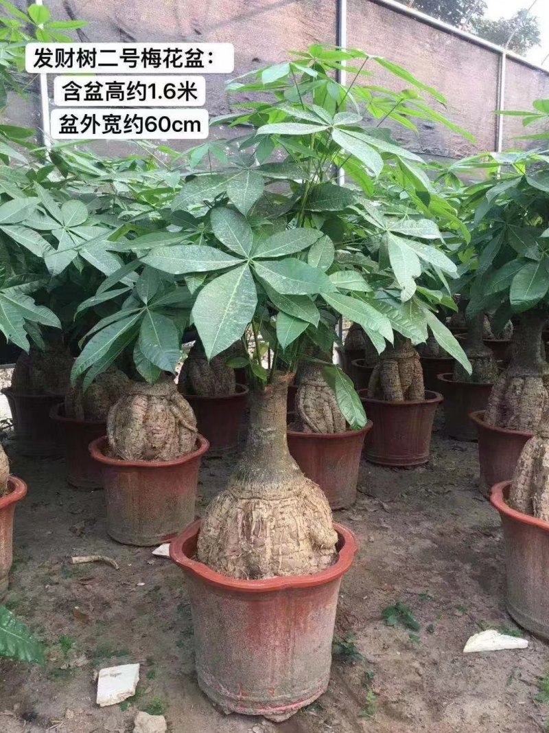 发财树地栽和盆栽