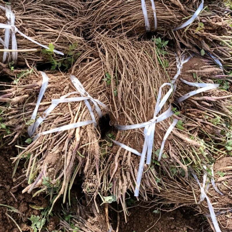 种苗