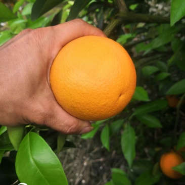 夏橙