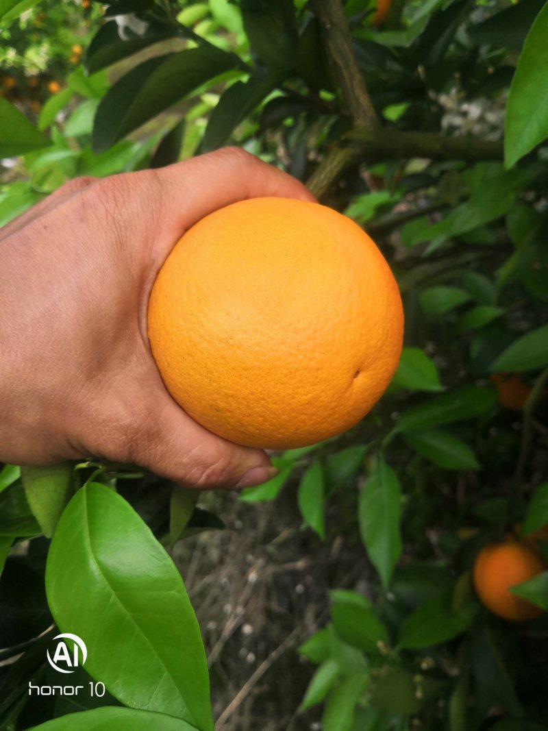 夏橙
